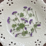 野草（押し花)