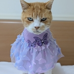 エアリー蝶々ドレス