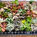 ■送料無料■多肉植物ミニサイズおまかせ☆おためしセット◆カット苗◆寄せ植えにも◆minne◆Ｓ