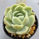 レモンベリー＊土つき苗・多肉植物