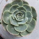七福神　ボリューム有り＊土つき苗・多肉植物