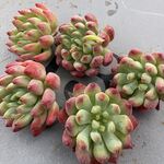 ブルーアップル　1ヶ＊カット苗・韓国苗・多肉植物