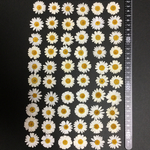 押し花  特別オーダー品 NO.364