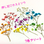 押し花カスミソウ♡7色アソート