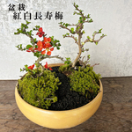 【冬は落葉します】年に数回、紅花、白花の花が楽しめる【紅白長寿梅 寄植え盆栽（万古焼 黄丸鉢）】