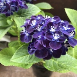 ネイビーブルー♡新品種♡4号♡アジサイ♡紫陽花