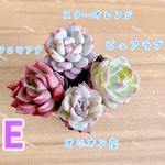 【レア品種】☆4種類☆多肉植物4苗セット 土・根付き