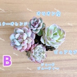 【レア品種】☆4種類☆多肉植物4苗セット 土・根付き