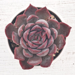 ＊ダークアイス Echeveria 抜き苗 多肉植物＊