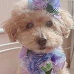 紫陽花リボン（パープル／ブルー）犬用ヘアアクセサリー