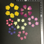 押し花  特別オーダー品 NO.365