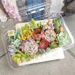 多肉植物　寄せ植えセット🍀