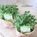 ２ポットセット♡香る♡多肉植物♡アロマティカス♡ハーブ♡