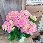 ラッピング無料♡フリフリ咲き【シーサイドピンクあじさい 】可愛い素敵な紫陽花♪プレゼントにも人気！季節のお花