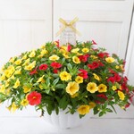 【母の日ギフト】満開直前鉢♪　カリブラコア　10号鉢　鉢花　花　母の日　母の日プレゼント　母の日ギフト