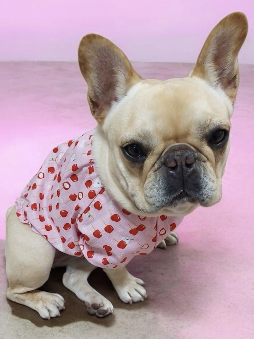正絹振袖 フレブルサイズ - 手作り犬服たぬとん🐶 | minne byGMOペパボ