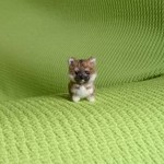 柴犬 赤 パピー羊毛フェルト