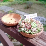 タルト植木鉢  多肉植物寄せ植え   陶器鉢  植木鉢