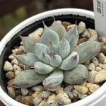 レア品種！【現品】 ★雪蜂 多肉植物 優木園 自家繁殖 国産