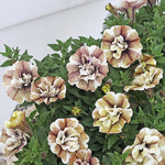 🌷花苗 八重咲き ペチュニア ジュリエット モダンホワイト 3.5号ポット🌷