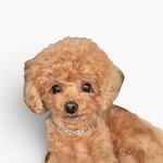 Link. / Dog Chain｜さりげなくつながる チェーンの首輪犬 ワンチャン わんちゃん 首輪 ペット ペットグッズ 猫 愛犬家 ペア ペアネックレス サージカルステンレス シルバー