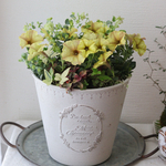 ペチュニア【ハニーナッツ】の寄せ植え