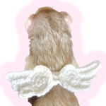 フェレちゃんの天使のはね👼🪽‪
