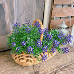 現品のみ！毎年楽しめる♡【スーパーアリッサム寄せ植え】長く咲き続ける寄せ植え♪かごガーデニング！パープルプリンセス