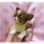 mikimaman 様ご予約品　チワワの仔犬２