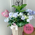 母の日の贈りものに✴︎人気品種!八重咲きガク紫陽花「こんぺいとう」の鉢植え