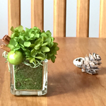 Green    Apple