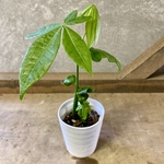観葉植物　パキラ