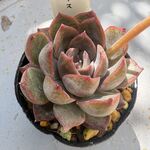 ダークアイス＊土つき苗・多肉植物