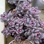 リンダリンダ　ぼのぼのさん苗　多肉植物