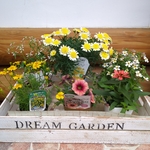 🌸季節の花苗✽彩り6品種❥寄せ植えにも