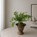 【フェイクグリーン】大きなシダ植物の苔玉