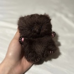 モケモケの赤ちゃん焦げ茶猫