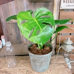 現品♡【モンステラ】育てやすい人気の観葉植物♡オシャレみどり系ブリキ鉢♪ナチュラルグリーン