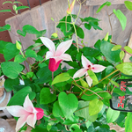珍しい可愛いクレマチス♡エールフクシマ【毎年楽しめる可愛いお花】お花がたくさん！チューリップ咲き♡宿根草
