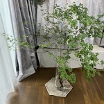 深山幽谷からの贈り物🎁🍀生花❗️ミヤマドウダンツツジ❣️140〜150cm×1本規格‼️freshグリーンインテリア🌱✨👍