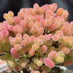 新品種　ドロサンテマム　ミカンシューガーボール　多肉植物　画像通りの発送　I苗 根っこグングン　大きめ