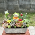 ★送料無料★♡そのまま飾れる♡カエルちゃんの可愛い多肉植物寄せ植え╰(*´︶`*)╯♡
