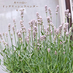 花苗 イングリッシュラベンダー ピンク 3.5号 芳香花 多年草 ハーブ 香り 庭