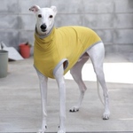 送料無料【ウィペットサイズ】ロングネックTシャツ　マスタードイエロー　犬服      