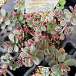 トリカラー　セダム　多肉植物
