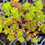 ルテオヴィリデ　セダム　多肉植物