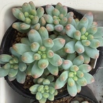 乙女心×プロリフィカ　セダム　多肉植物