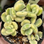 熊童子錦　カランコエ　多肉植物