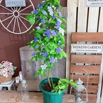 現品のみ！甘い香り♡【ニオイバンマツリ】大きめ♡毎年咲く可愛いお花！色の変化も楽しめます♪