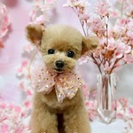 qb47mkv様[オーダーメイド]うちの子オーダー✴︎ペットロス＊犬✴︎ハンドメイド✴︎ぬいぐるみ